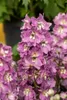 Delphinium Pacific 'Astolat', Rittersporn, rosa-lila, ca. Produktbild-Vorschau 3