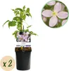 Green boutiQ - Klimplant - Clematis montana Rubens - Bloem Voir les images du produit 2