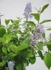 Hochstamm Säckelblume Glorie de Versailles - Ceanothus Produktbild-Vorschau 3