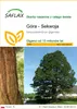 SAFLAX - Góra - Sekwoja - 50 Nasiona - Sequoiadendron Podgląd zdjęcia produktu 1
