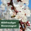 Meine Orangerie - Zwergobst Stämmchen Aprikose - Produktbild-Vorschau 3