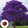 Jacaranda Mimosifolia - 10 ks semen - Rychlerostoucí - Náhled obrázku produktu 1