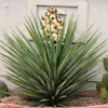 Yucca Torreyi Samen - 5er Pack - Winterhart bis -15°C - Produktbild-Vorschau 8