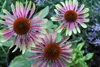 Stauden Gänge 1 x Echinacea purpurea 'Green Twister' - Bunt Produktbild-Vorschau 3