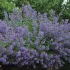 6 x kočičí máta  - Nepeta faassenii 'Walker's Low'  | Náhled obrázku produktu 1
