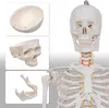 Skelett Schulskelett inkl. Stativ 178 cm, Anatomie Skelett Produktbild-Vorschau 4