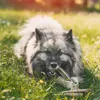 RF-Deer 1 kg (20-30 cm/4-8 pièces) bois de cerf naturel, Voir les images du produit 7