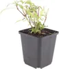 Centranthus ruber Coccineus - 6 roslin - czerwonokwiatowy Podgląd zdjęcia produktu 2