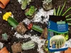 BIOVITA 5L Kakteen und Sukkulenten, Spezial - Substrat, Produktbild-Vorschau 29
