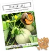 Zuckermelone Samen (Cucurbita melo) - Exotische Melonen Produktbild-Vorschau 1
