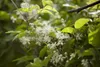 Clematis vitalba, Waldrebe, 40–60 cm, schnellwachsend Produktbild-Vorschau 5