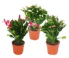 Vánoční kaktus - Schlumbergera - sada 3 rostlin Náhled obrázku produktu 1