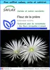 SAFLAX Ensemble-cadeau - Fleur de la prière - 40 graines - Voir les images du produit 1