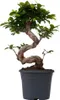 Bonsaï - Ficus microcarpa 'ginseng' - Hauteur 55-65cm - Voir les images du produit 1