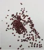 100x Riesen Wald Erdbeeren Gemischt Mix Obst Pflanzen - Produktbild-Vorschau 3