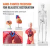 Anatomy models of a skeleton, torso, heart, and brain displayed on a white background with descriptive text. Náhled obrázku produktu
