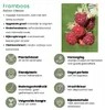 Plants by Frank | Früchte Oase  Obstpflanzen Mix | Produktbild-Vorschau 9