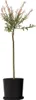 Saule crevette - Salix integra 'Flamingo' - Hauteur Voir les images du produit 7