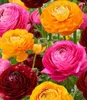 BALDUR Garten 20er Ranunkel-Mix 'Oriental Beauty', Zwiebeln Produktbild-Vorschau 2