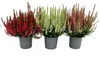 Set de 3 plants de Calluna vulgaris (bruyère cendrée), Voir les images du produit 2