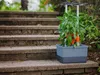 Gusta Garden CHARLY CHILY Štandardný samozavlažovací Náhľad obrázku produktu 10