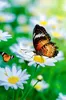Blanko Glückwunschkarten 100er Set Grußkarten ohne Text Produktbild-Vorschau 5