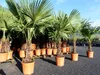Olivenbaum + XXL Palme im Set, beste Qualität, winterhart, Produktbild-Vorschau 10