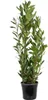 Bloomique - Laurus Nobilis - Lorbeer Pflanze - Produktbild-Vorschau 1