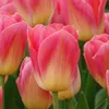 Tulipano Tom Pouce (7 bulbi) | Bulbi di tulipano di Sam van Anteprima dell’immagine prodotto 2