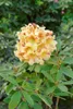 Rhododendron Hybr. 'Bernstein', gelb-orange, 30–40 cm Produktbild-Vorschau 2