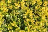 Stauden Gänge 1 x Ilex crenata 'Golden Gem' Kugel 30 - 40 Produktbild-Vorschau 7