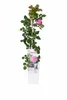 Kletterrose Crazy in Love Pink 50–70 cm – rosa Edelrose, Produktbild-Vorschau 4