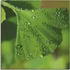 ARTland Leinwandbild Ginkgo Größe: 100x100 cm Produktbild-Vorschau 1