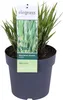 Stachelschweingras Miscanthus sinensis Strictus Ziergras Produktbild-Vorschau 6