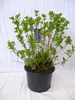 [Palmenlager] XXL Hydrangea macrophylla "Bodensee" - Produktbild-Vorschau 1