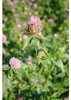 Kiepenkerl Saatgut Rotklee Trifolium pratense für 250 m² 1 Produktbild-Vorschau 3