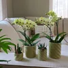 Kolibri Home | Candy Ornamental Pot | Hoch Produktbild-Vorschau 10