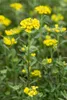 Alyssum montanum 'Berggold', Steinkraut, goldgelb, ca. 9x9 Produktbild-Vorschau 2