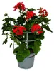 Französische Geranien hängend Pelargonium peltatum Ville de Produktbild-Vorschau 2