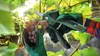 Baumschere BOSCH EasyPrune Produktbild-Vorschau 24
