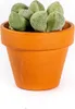 Gardners Lithops mix, priemer 6 cm Náhľad obrázku produktu 8