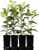 Four potted plants in black containers arranged in a tray. Náhled obrázku produktu