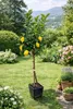 Amalfitano Zitronenbaum 120–140 cm im Topf – Echter Citrus Produktbild-Vorschau 2