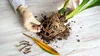 Hands wearing gloves are repotting a plant, showing its roots and some dead leaves. Produktbild-Vorschau