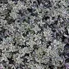 6 x Zitronen-Thymian  - Thymus citriodorus 'Silver Queen'  Produktbild-Vorschau 1