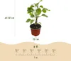 Hydrangea arborescens Annabelle - Hortensja - Odporna - Podgląd zdjęcia produktu 3