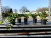 25 Stück Efeu Hedera helix 20 - 35 cm Heckenpflanze Produktbild-Vorschau 5