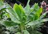 SAFLAX - Große Schneebanane - Ensete glaucum syn. Ensete Produktbild-Vorschau 4