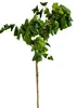 Korkenzieherhasel Corylus avellana " Twister" Hochstamm 125 Produktbild-Vorschau 1