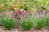 Stauden Gänge 3 x Pennisetum alopecuroides 'Piglet' im 1 Produktbild-Vorschau 1